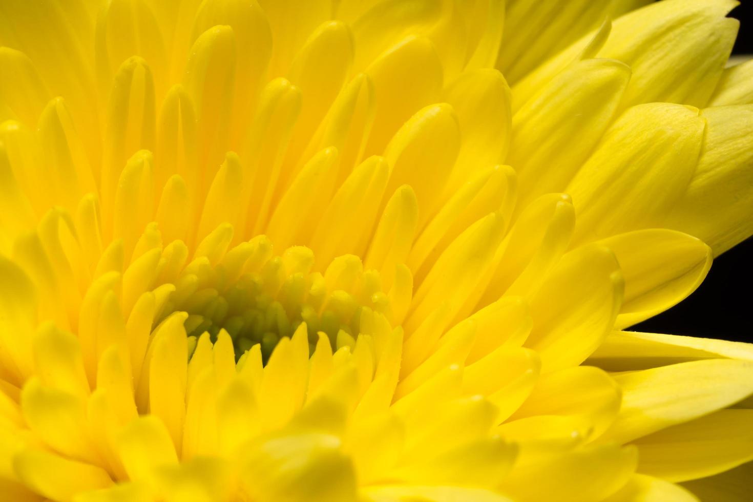 gelbe Chrysanthemenblume foto