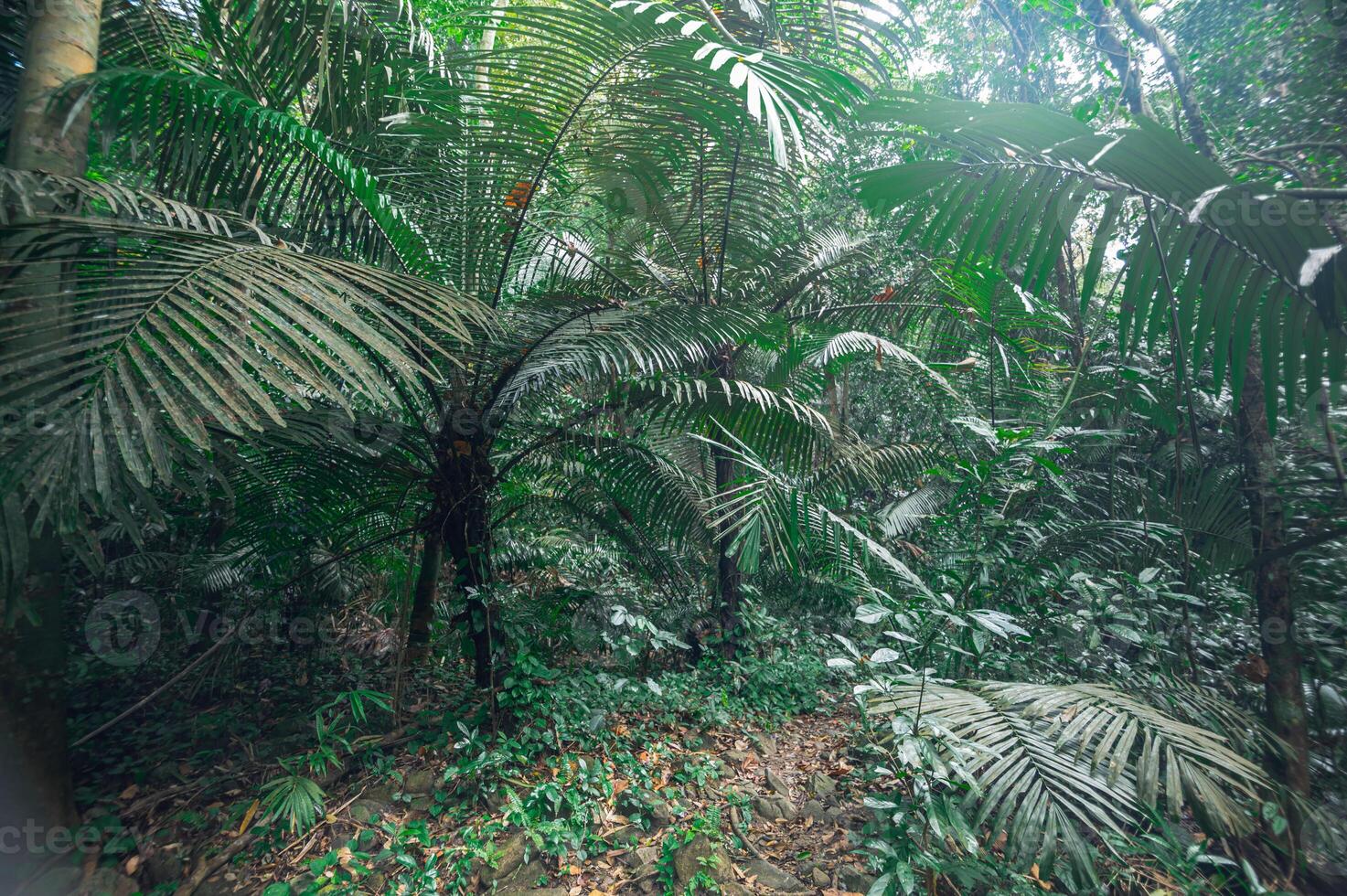 üppige tropische Waldvegetation foto