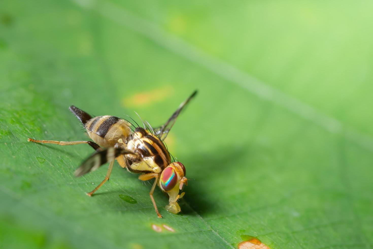 Fruchtfliege auf einem Blatt foto