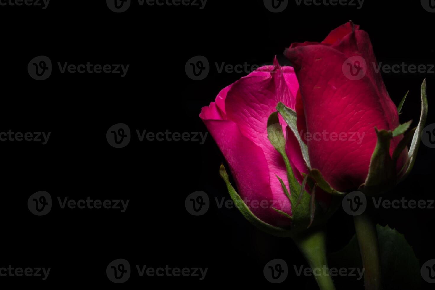 schöne rote Rosen auf schwarzem Hintergrund foto