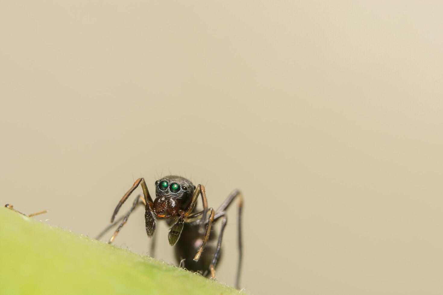 riesige ameisenähnliche springende Spinne Nahaufnahme foto