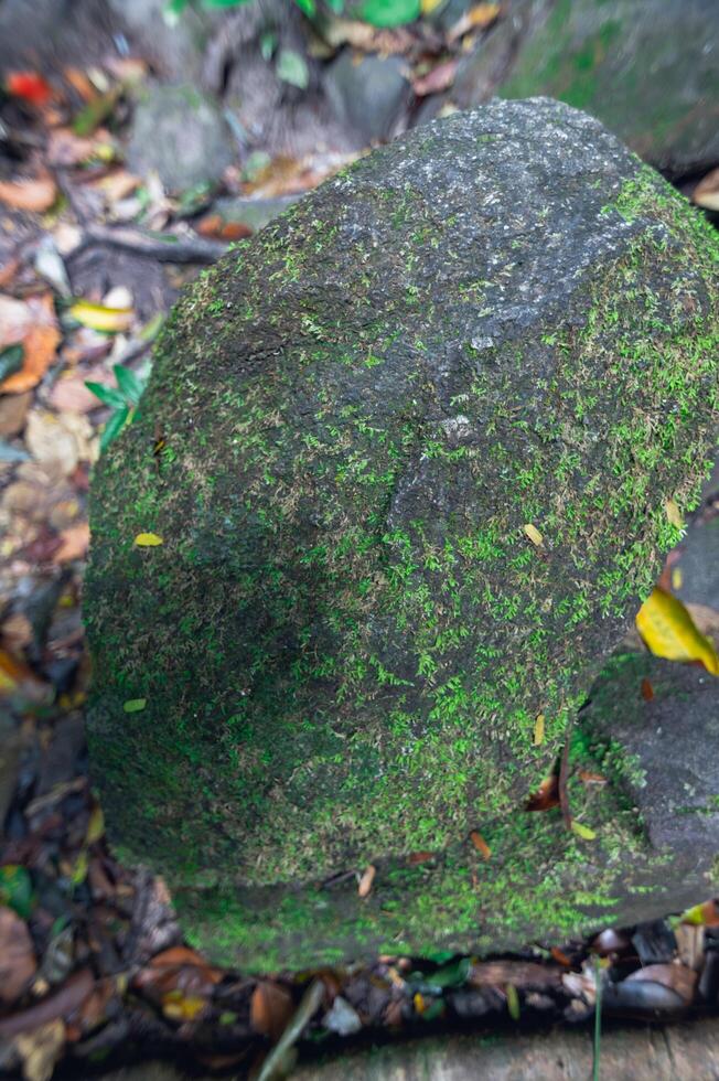 Felsen im Wald foto