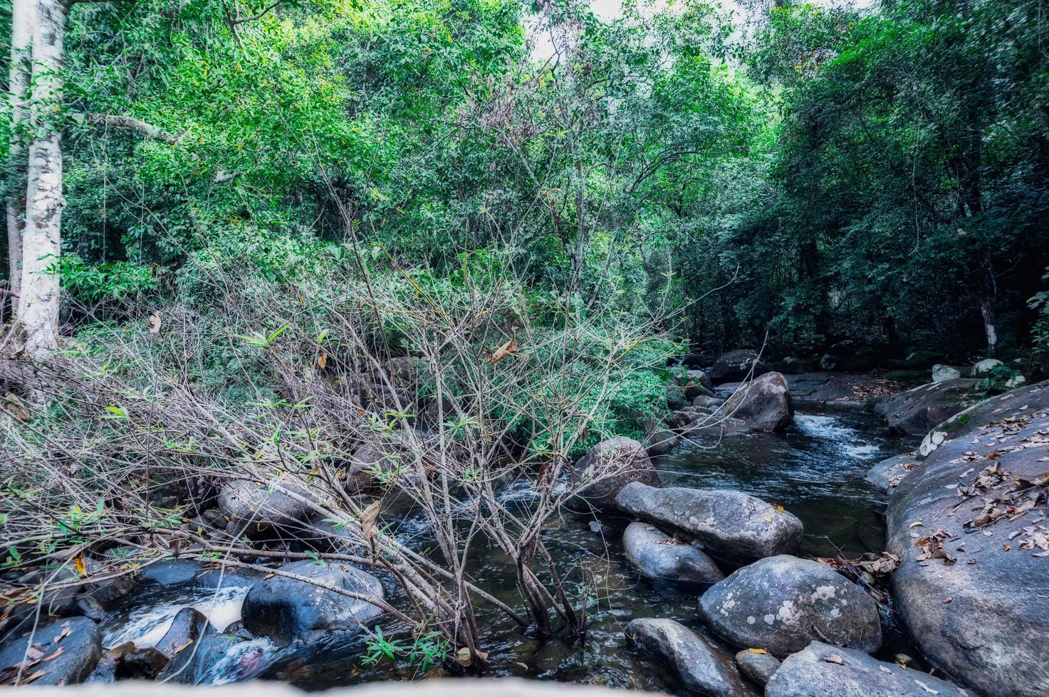 Wald im Khao Chamao Wasserfall Nationalpark foto