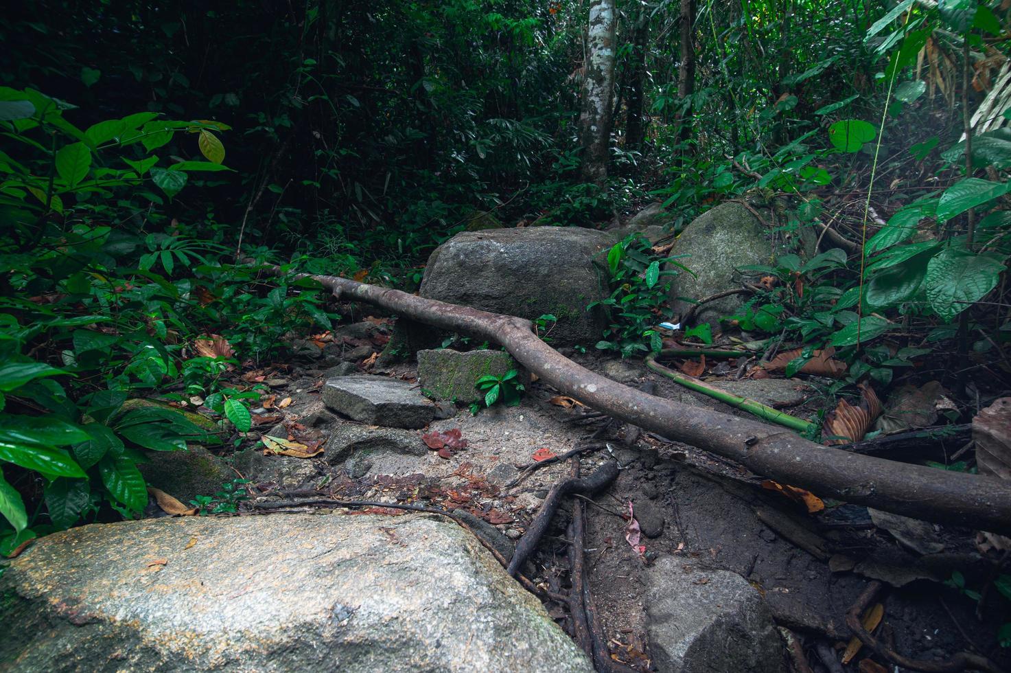 Felsen und üppige tropische Waldvegetation foto