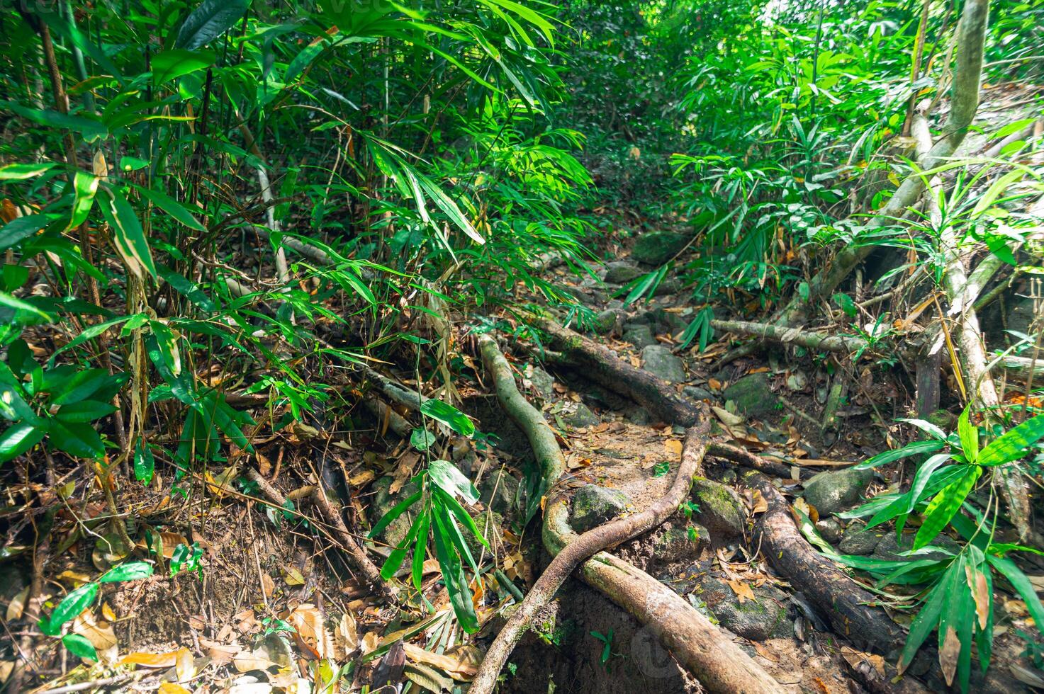 üppige tropische Waldvegetation foto