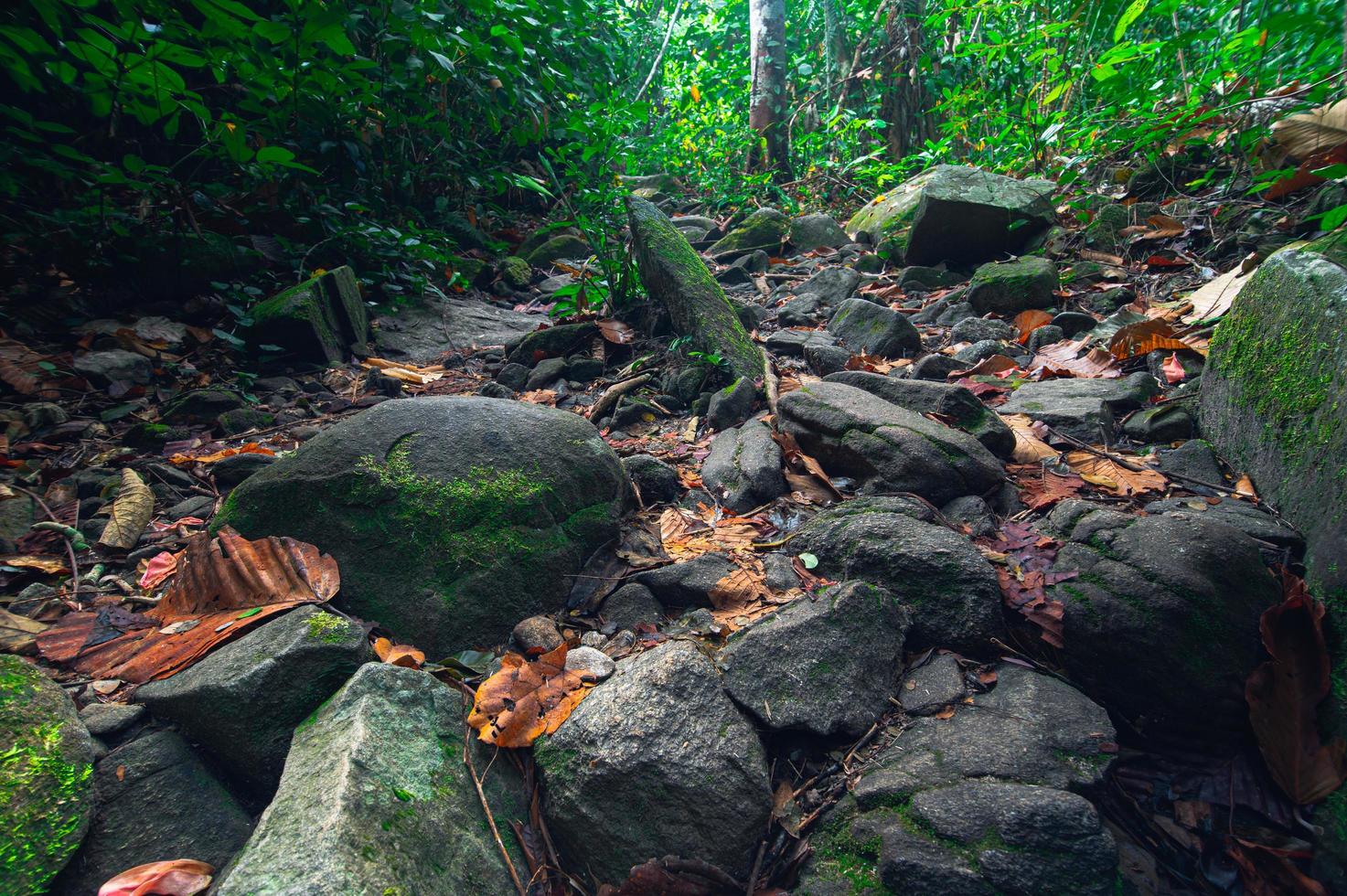 Felsen im Wald foto