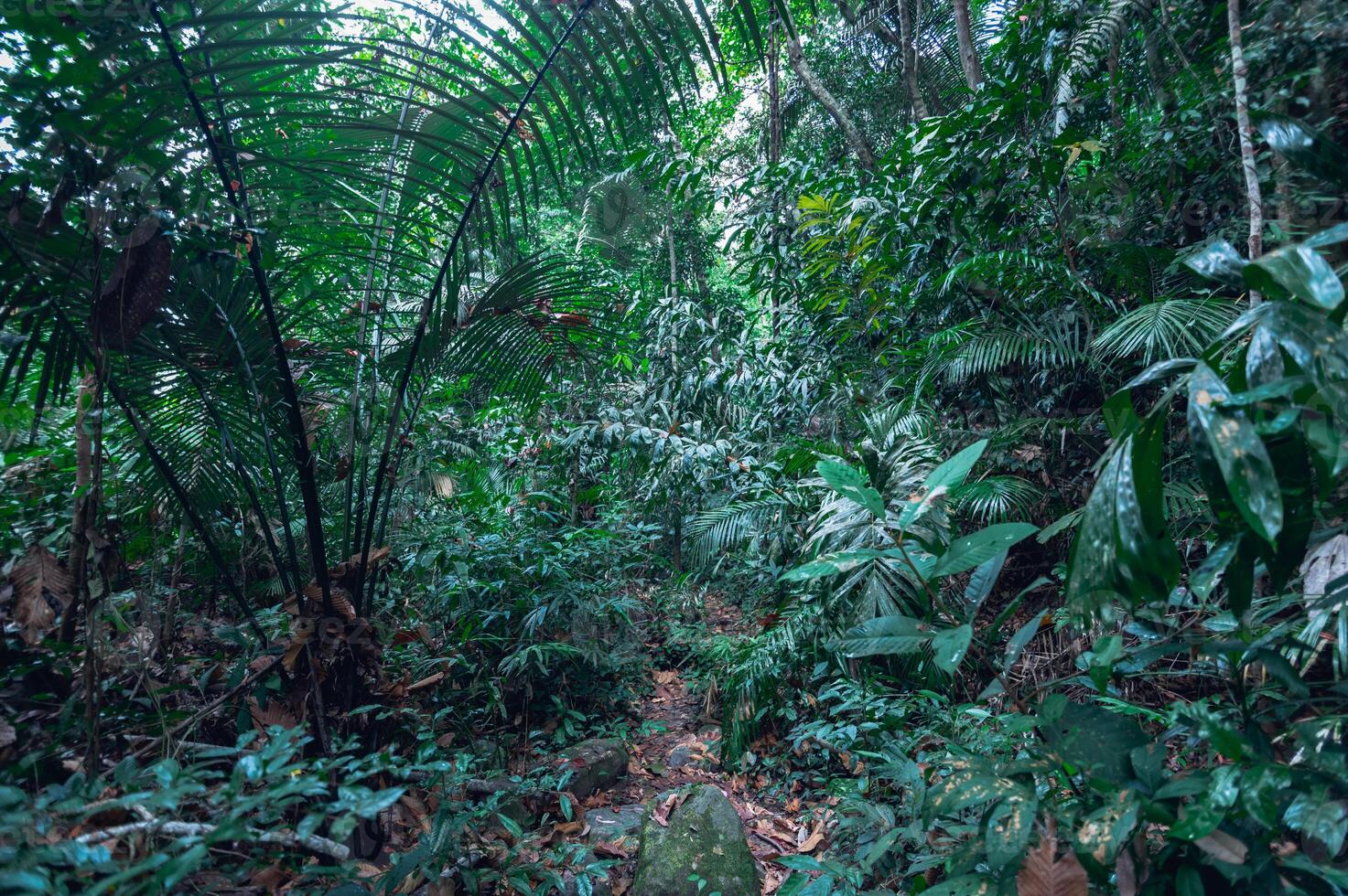 üppige tropische Waldvegetation foto