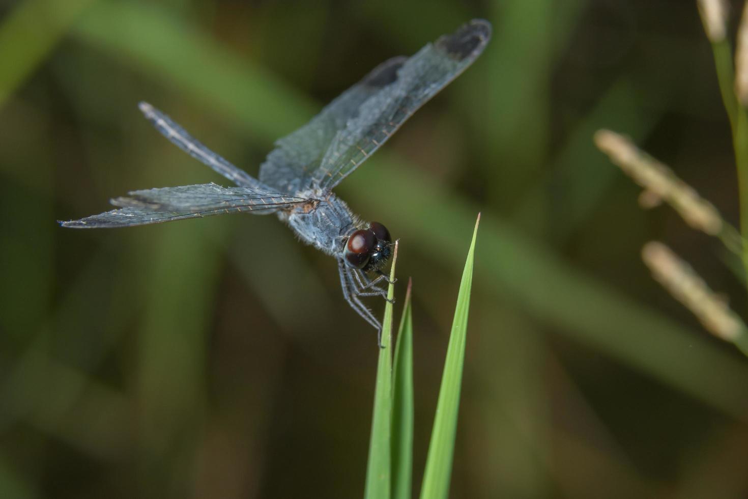 Libelle auf einer Pflanze foto