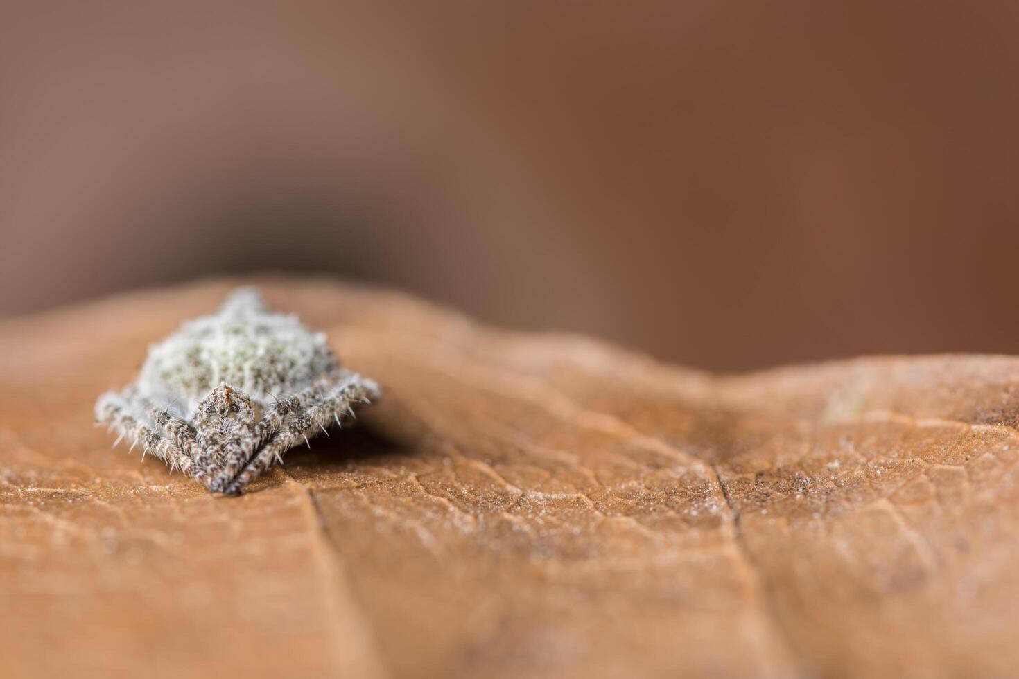 braune Spinne auf einem trockenen Blatt foto