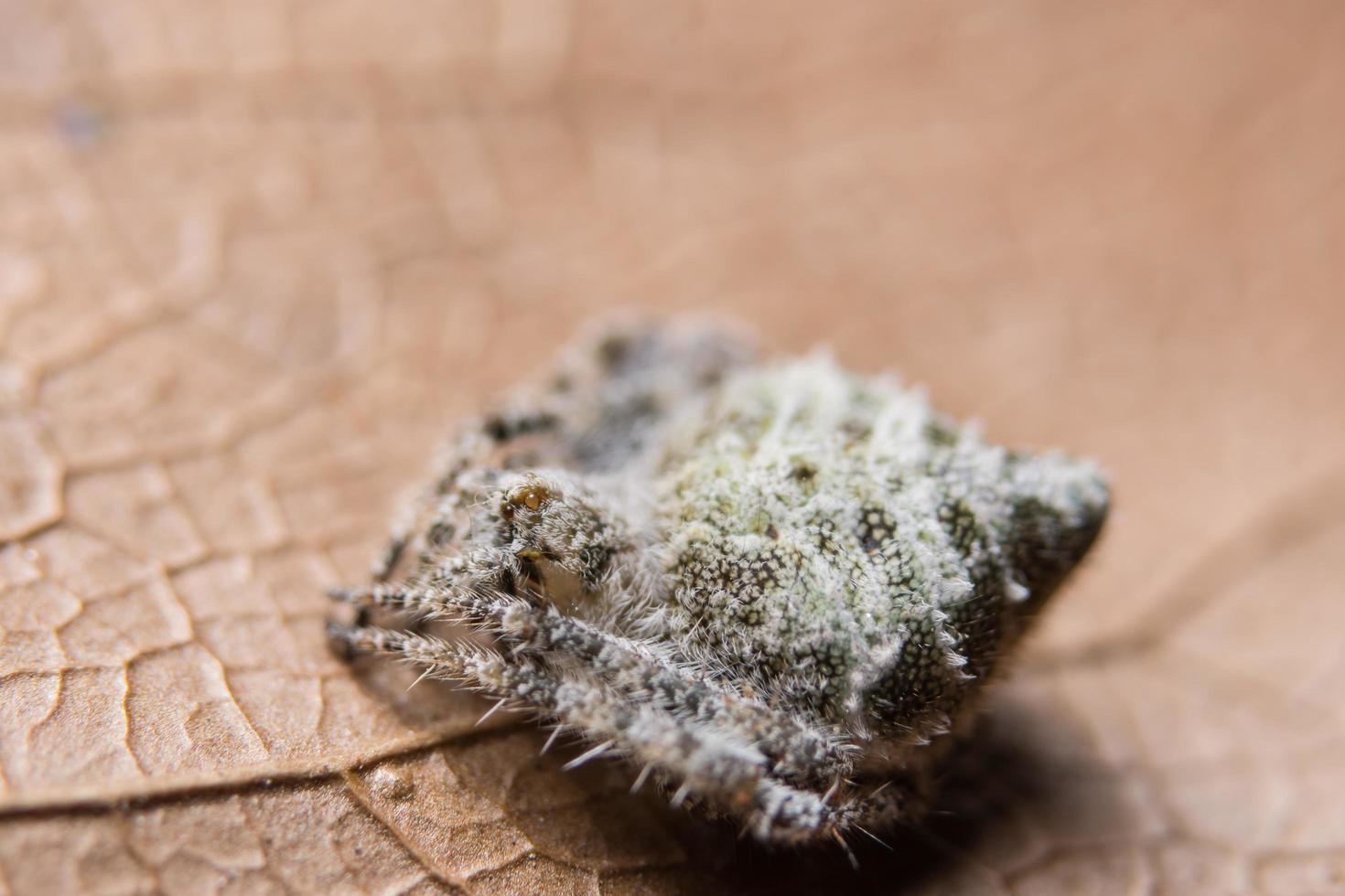 braune Spinne auf einem trockenen Blatt foto