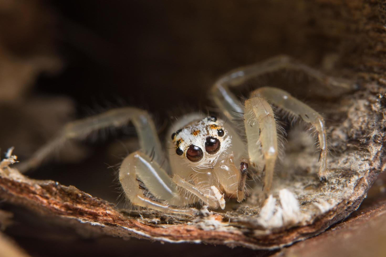 Spinne, Nahaufnahmefoto foto