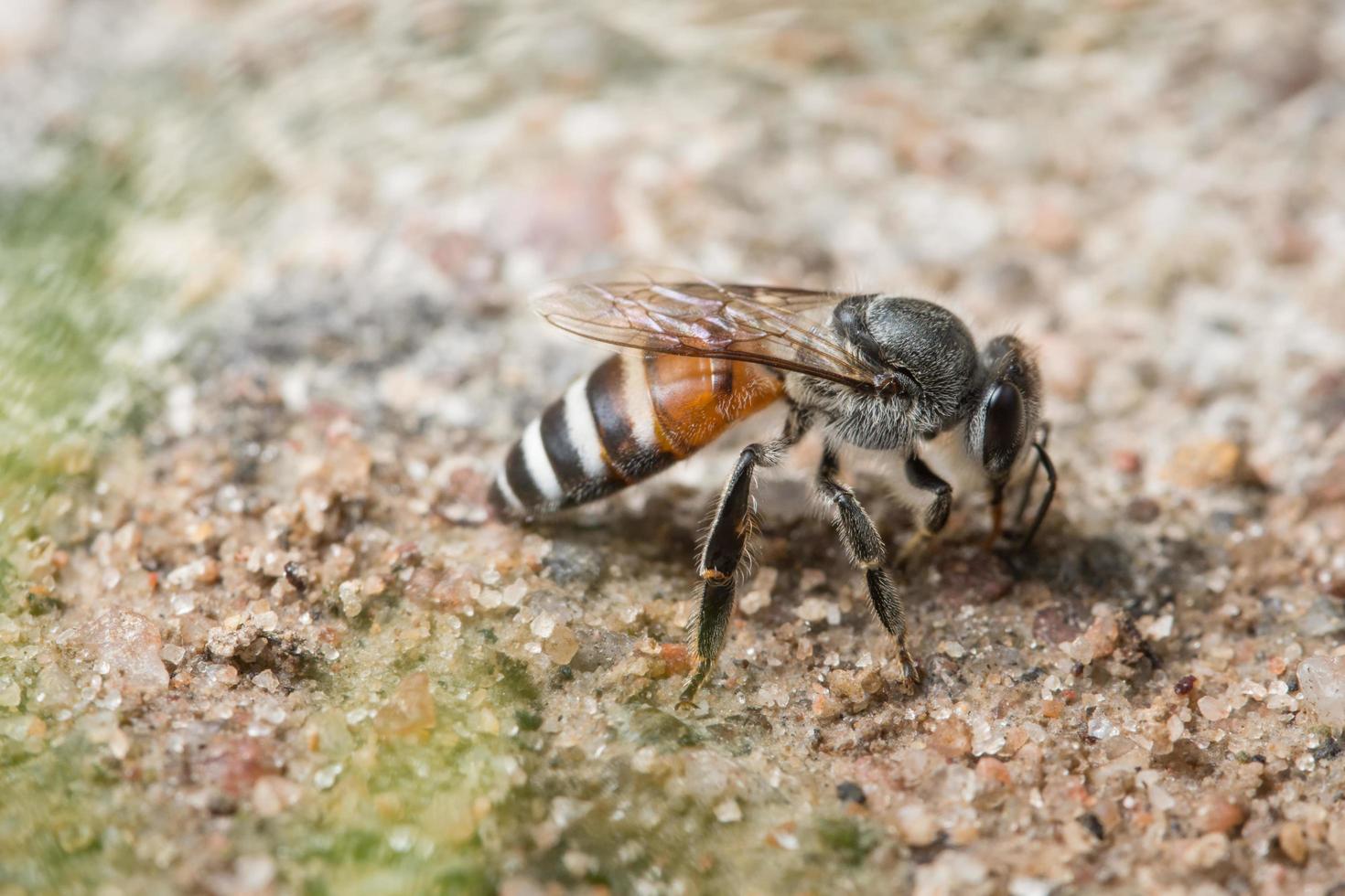 Biene füttert am Boden foto