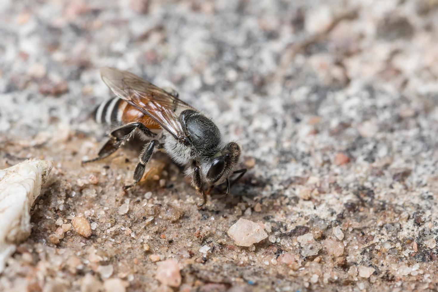Biene füttert am Boden foto