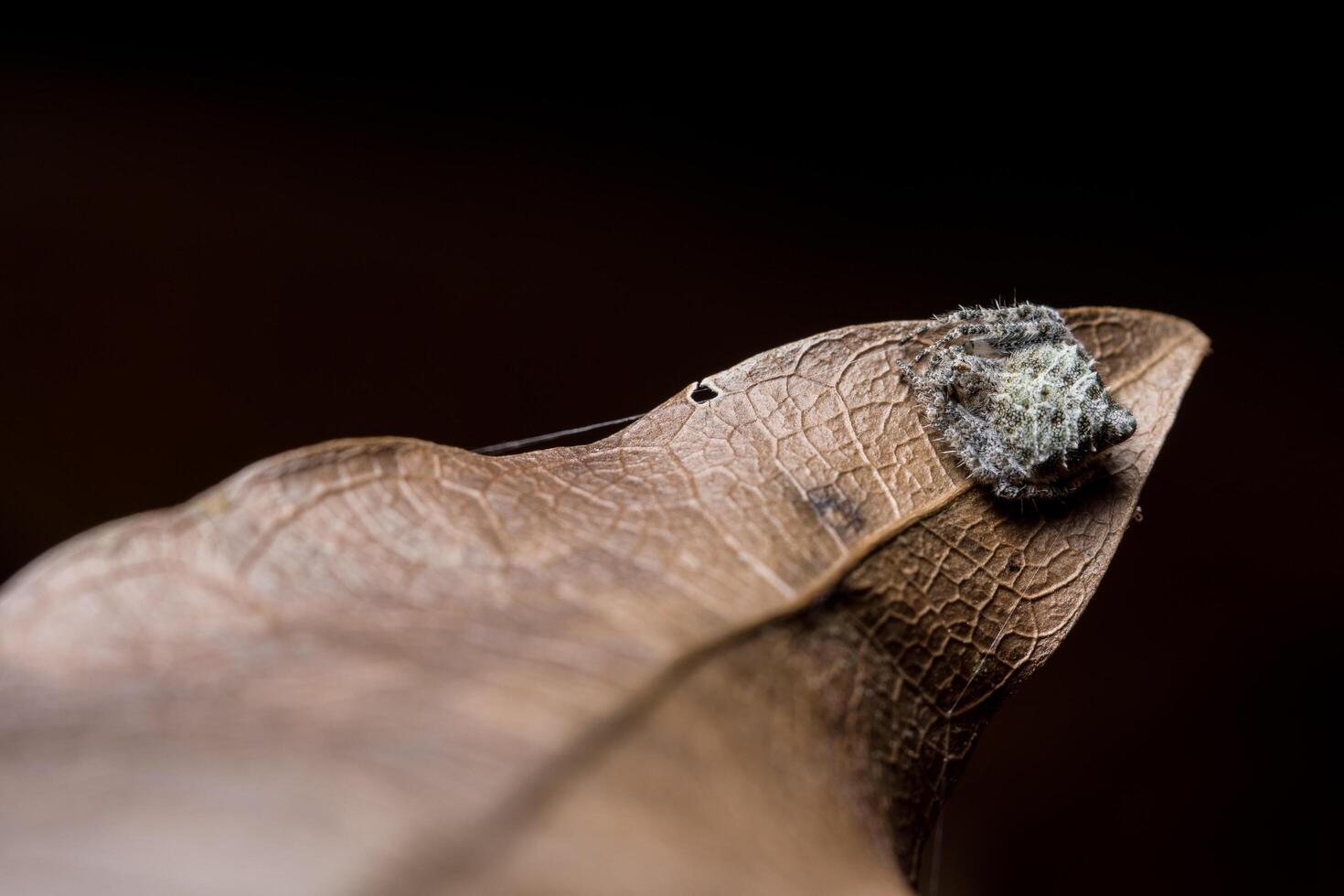 braune Spinne auf einem trockenen Blatt foto