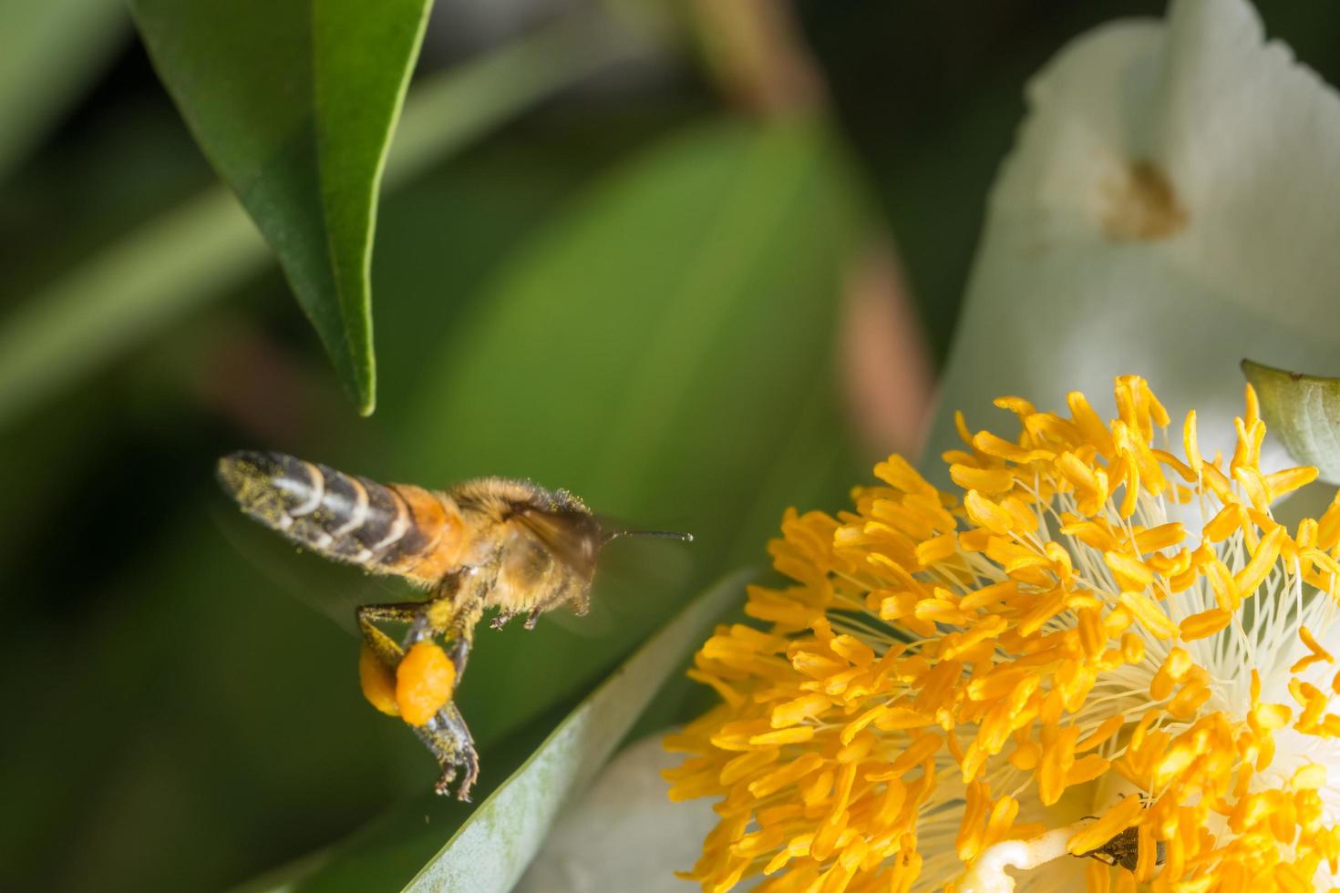 Biene auf der Suche nach Nektar foto