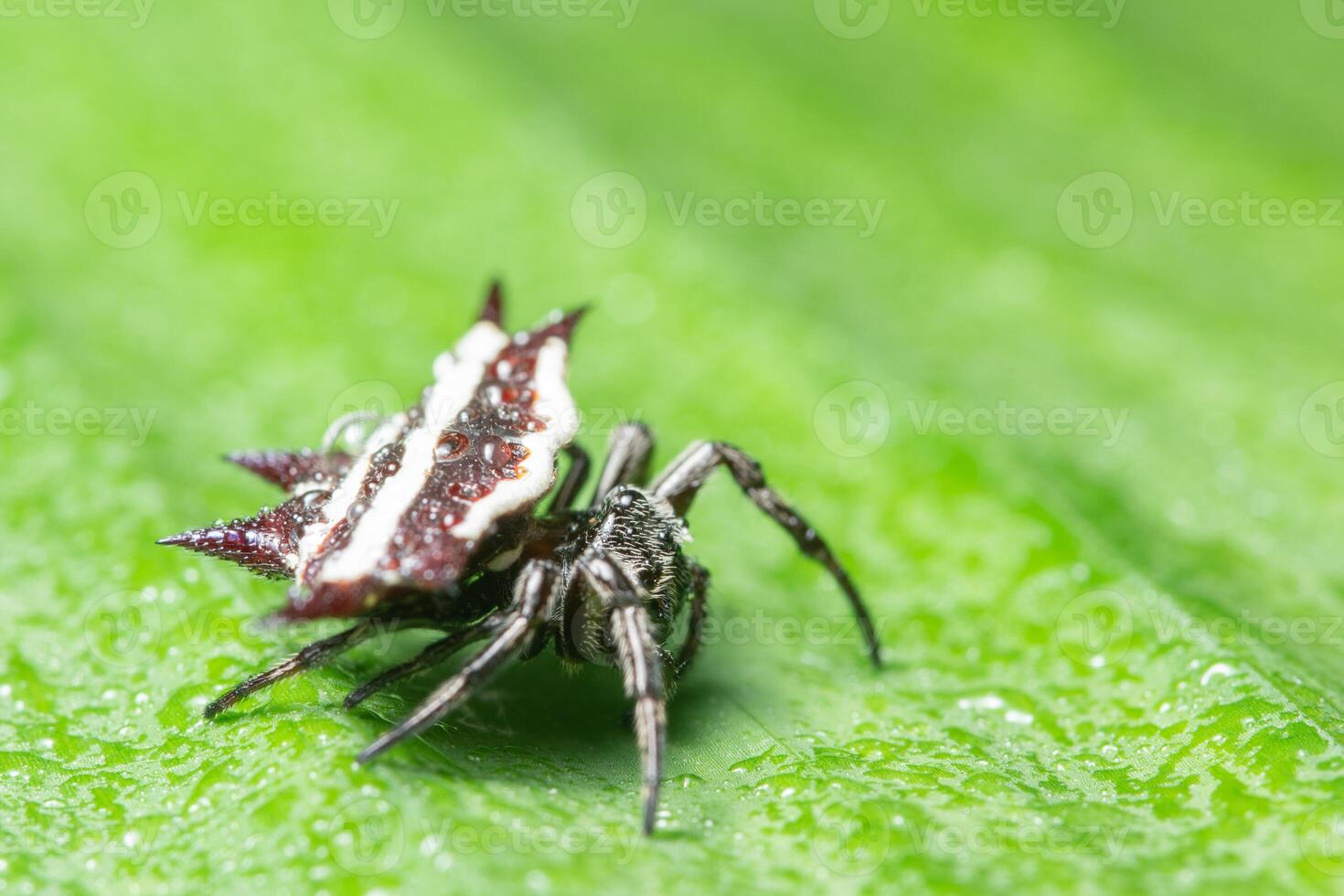 Spinne auf einem Blatt foto