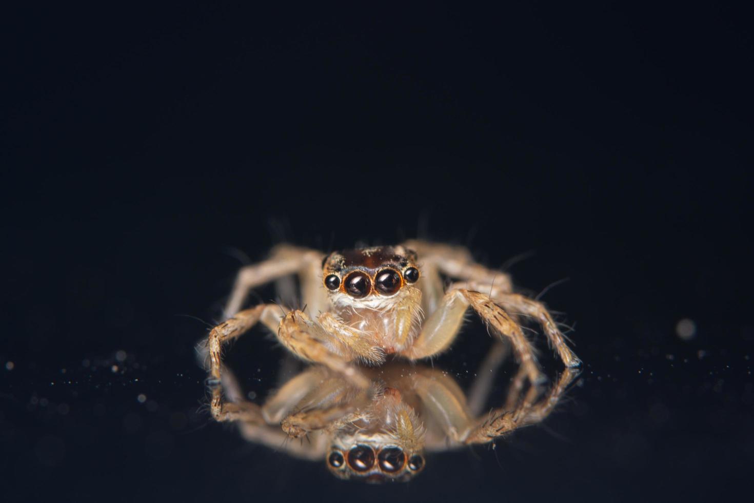 Spinne auf einer schwarzen Oberfläche foto