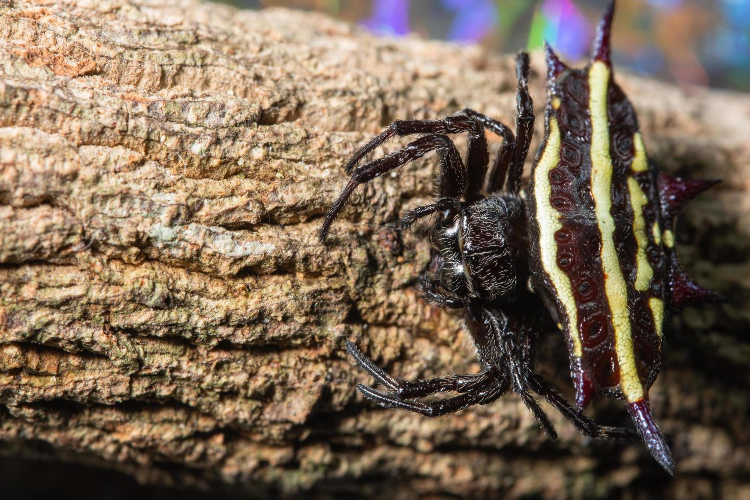 Spinne auf einem Baum foto