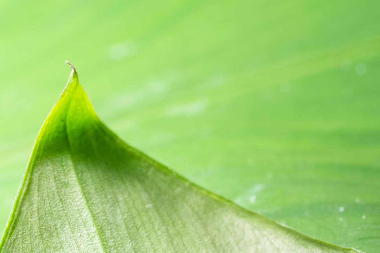 grüner Blatthintergrund foto