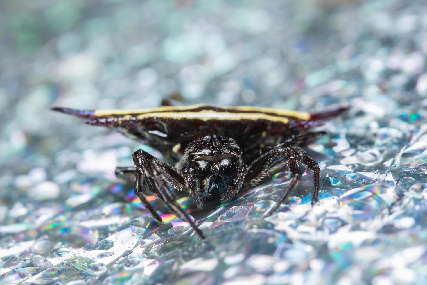 Spinne auf nasser Oberfläche foto