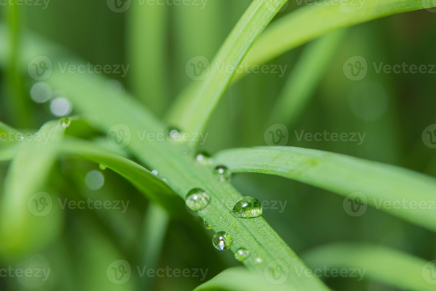 Wassertropfen auf eine Pflanze foto