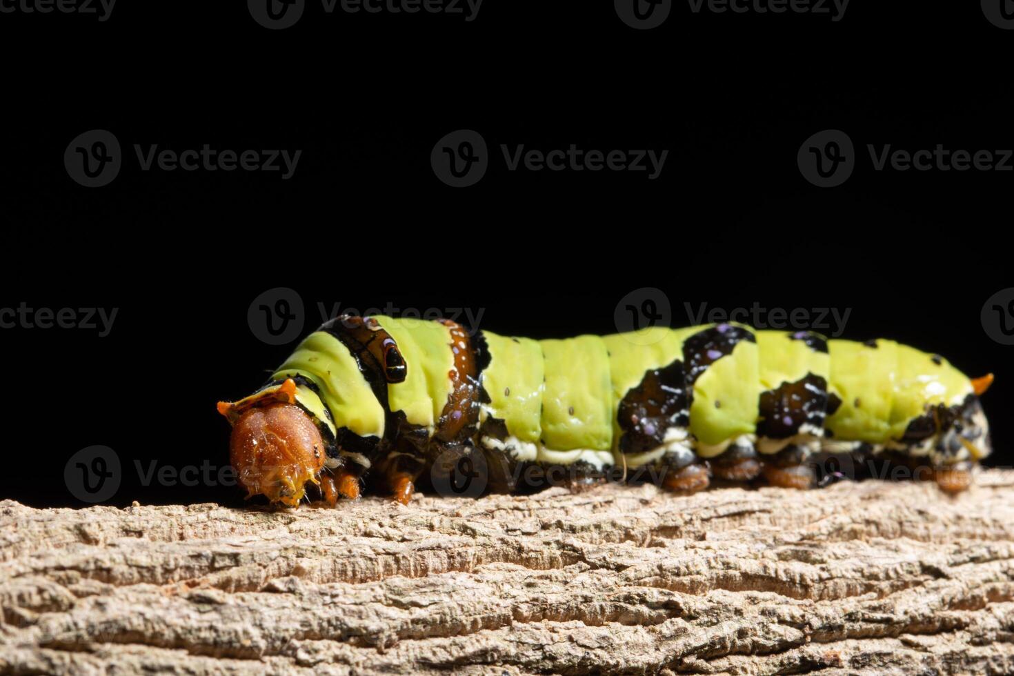 grüner Wurm auf einem Ast foto