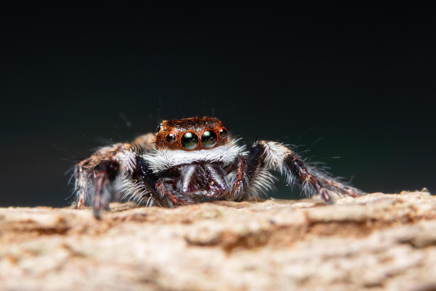 Spinne auf einem Baum foto