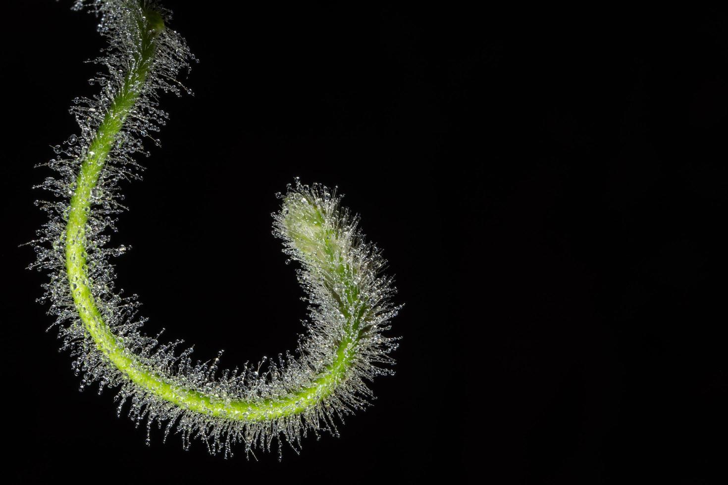 grüne Pflanze auf schwarzem Hintergrund foto