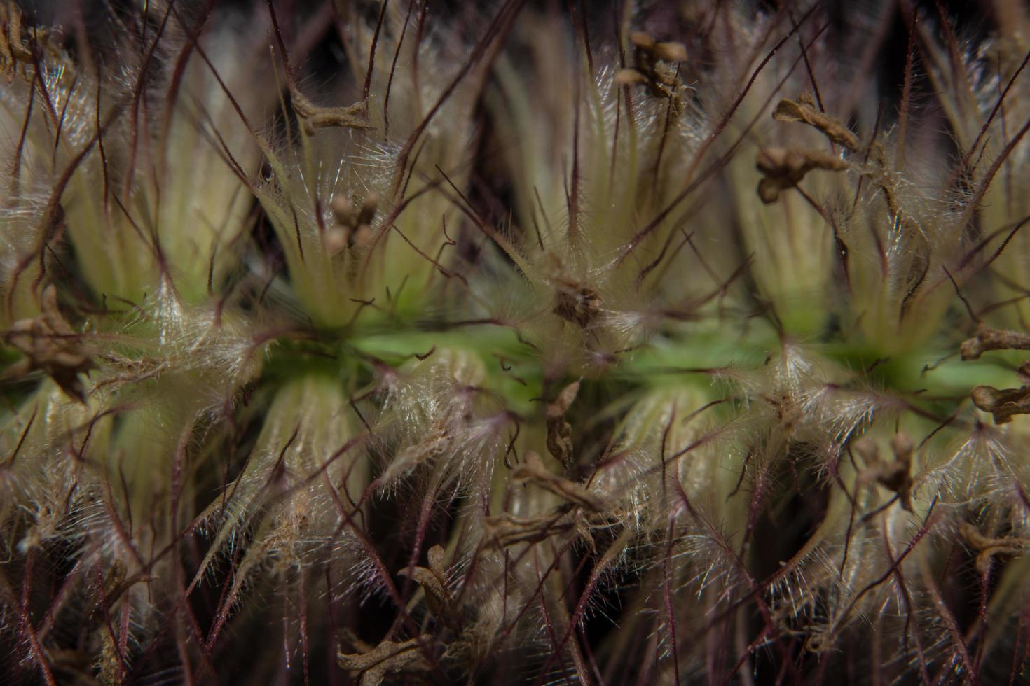 Wildblumen-Nahaufnahmefoto foto