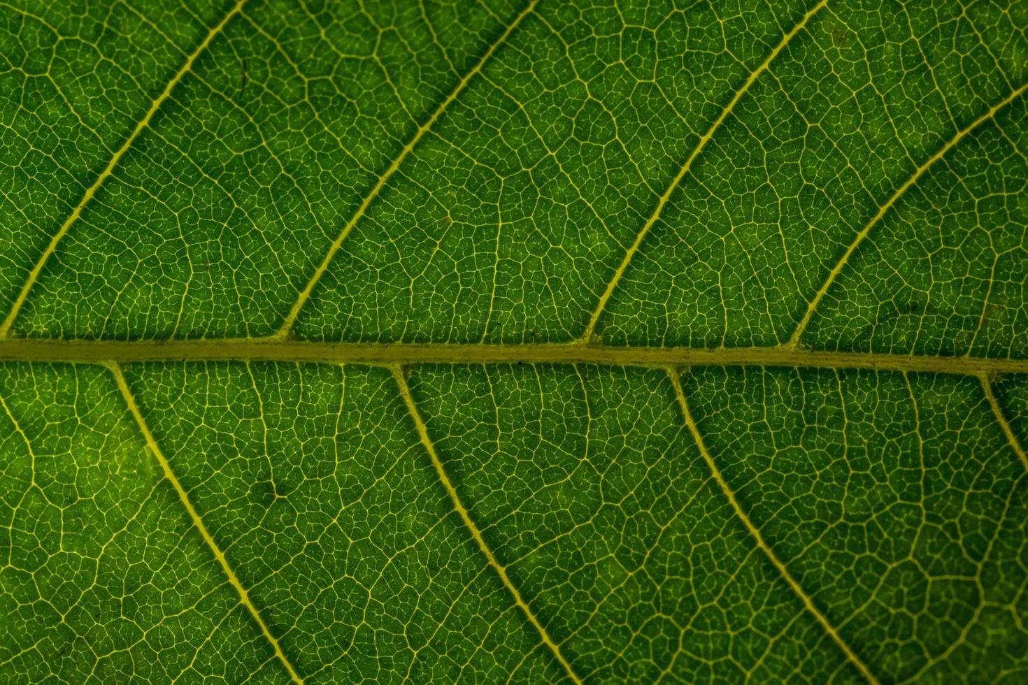 grüner Blatthintergrund foto