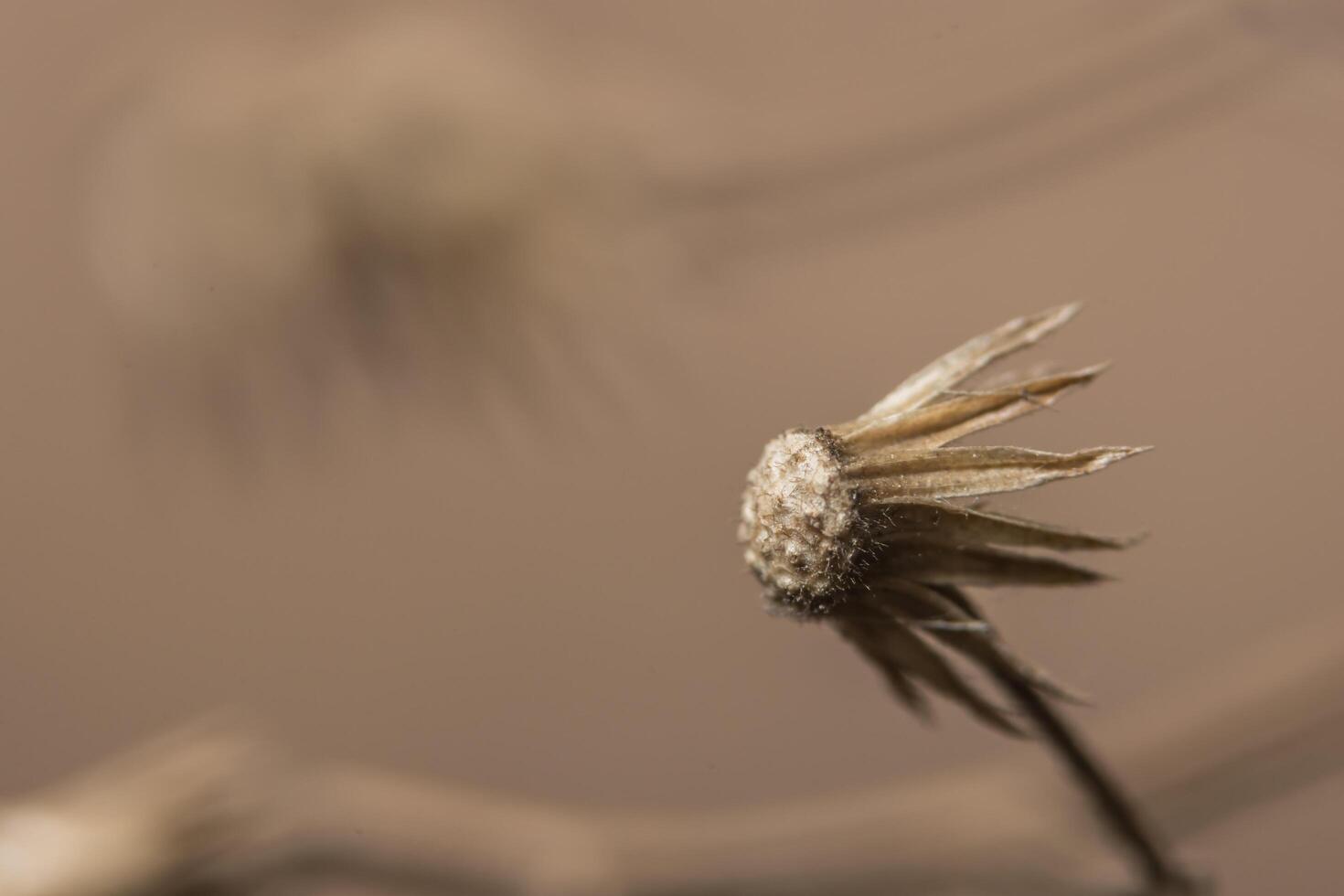 Wildblume, Nahaufnahmefoto foto