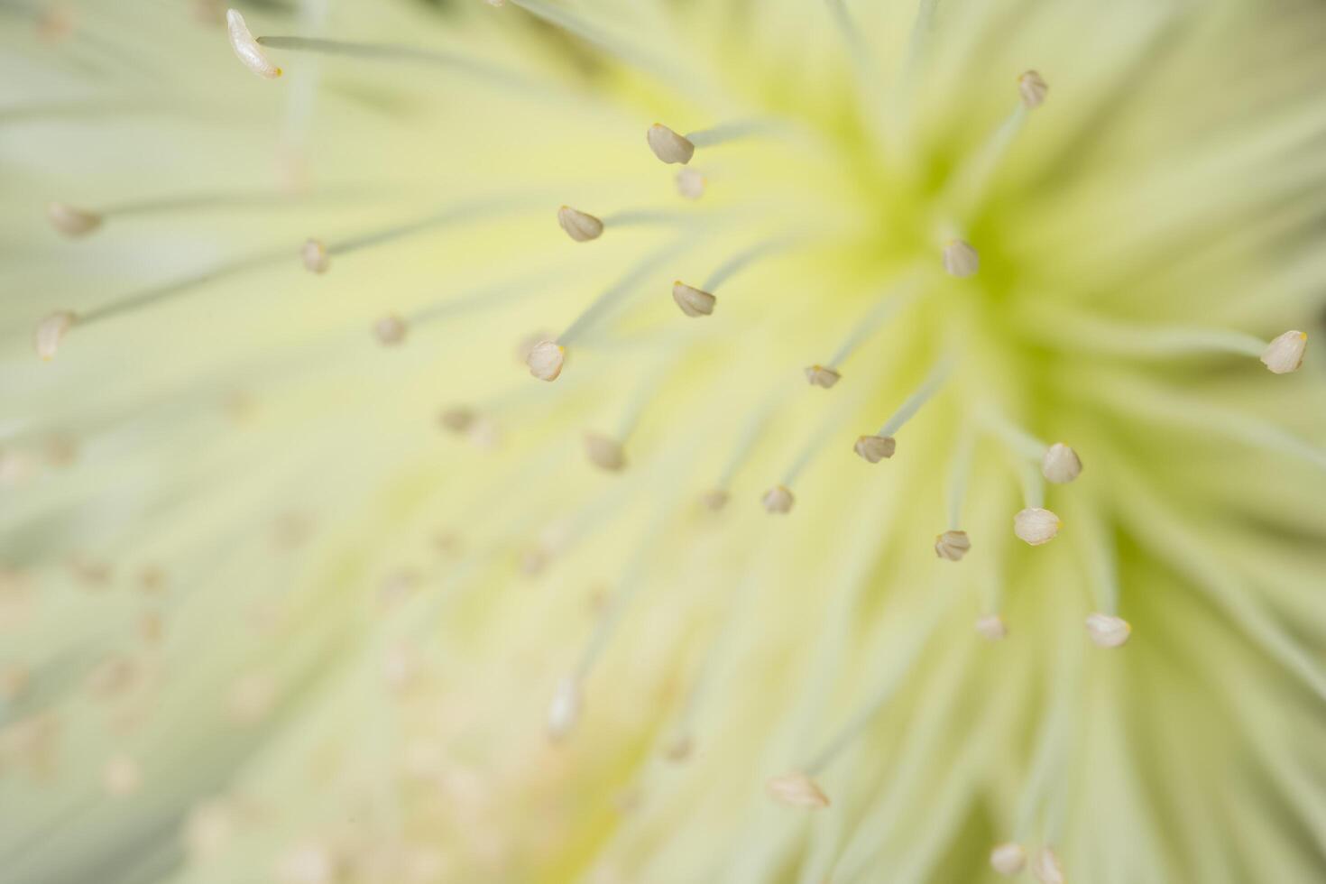 Wildblume, Nahaufnahmefoto foto