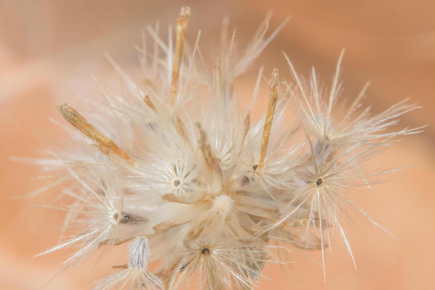 Wildblume, Nahaufnahmefoto foto