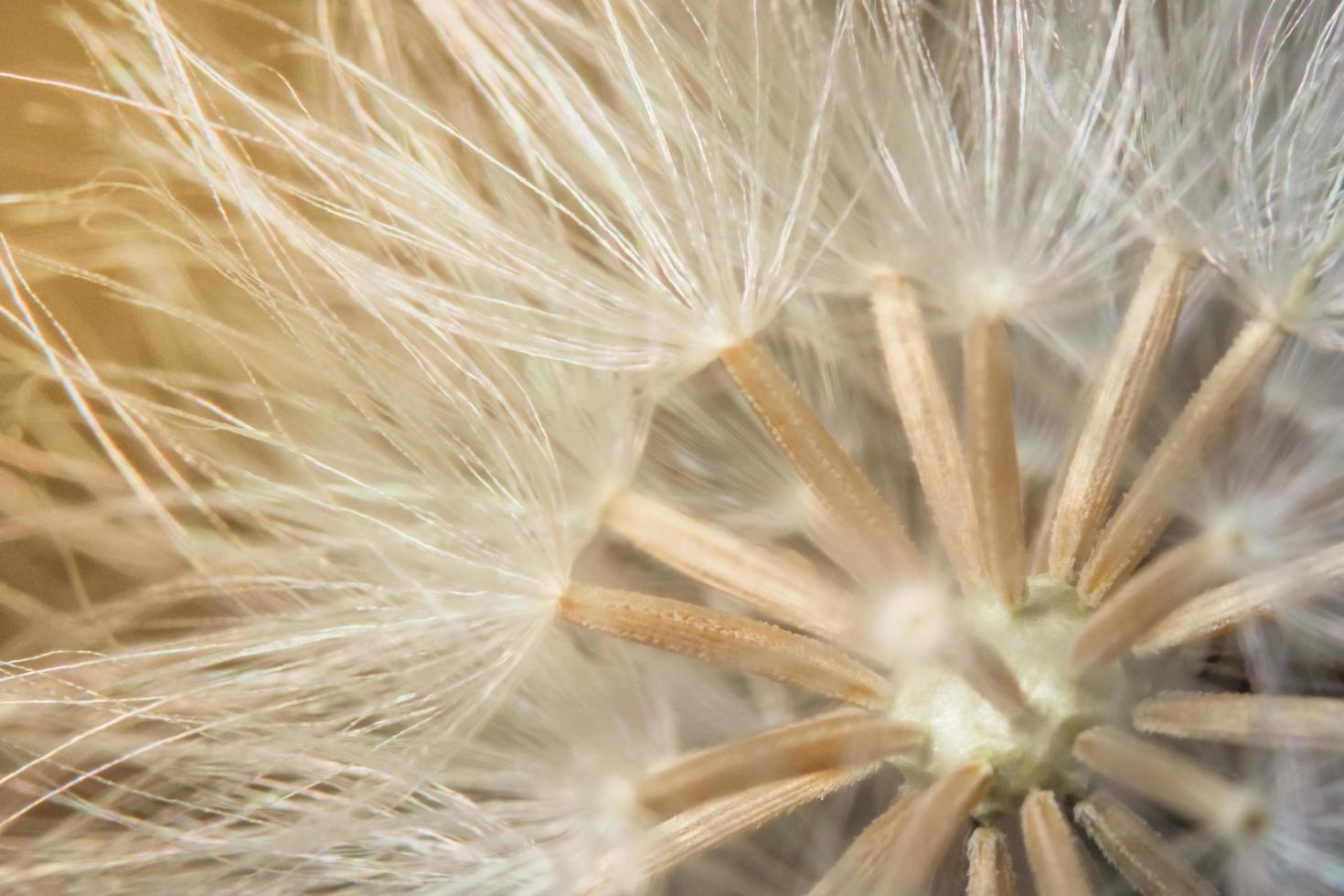 Wildblume, Nahaufnahmefoto foto