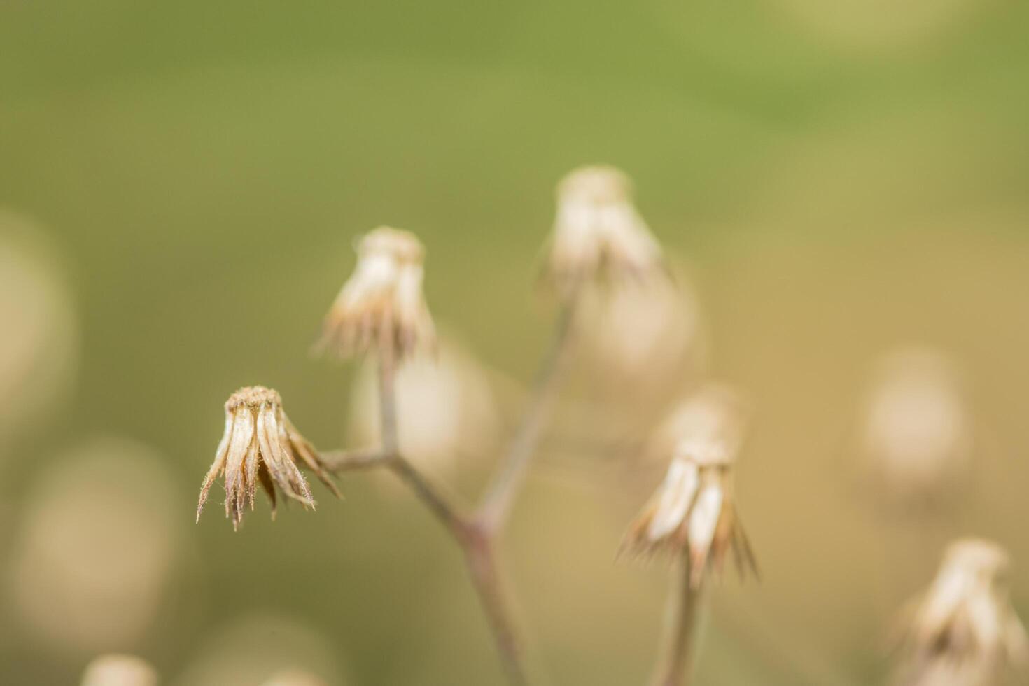 Wildblume, Nahaufnahmefoto foto