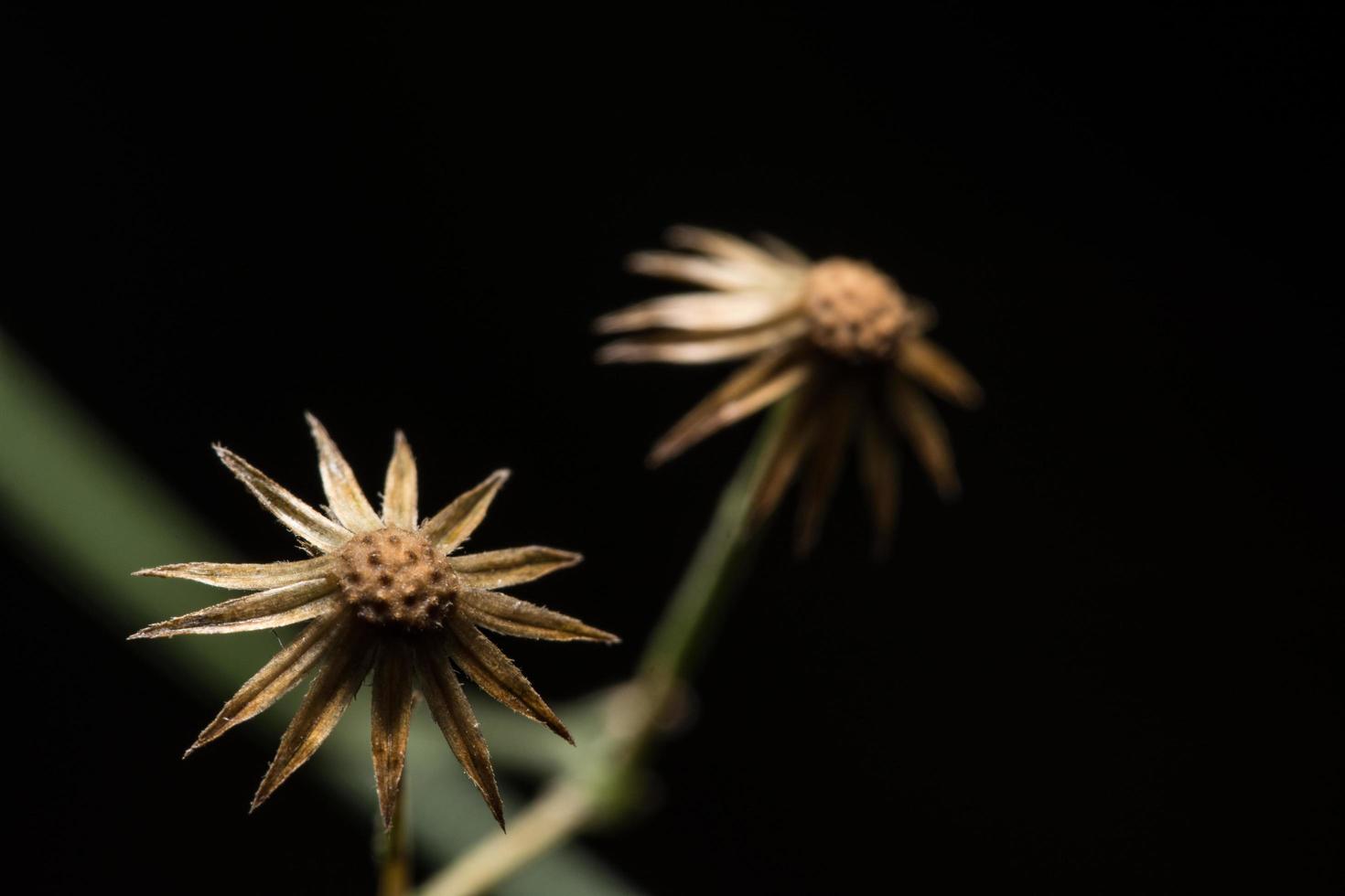 Wildblume, Nahaufnahmefoto foto