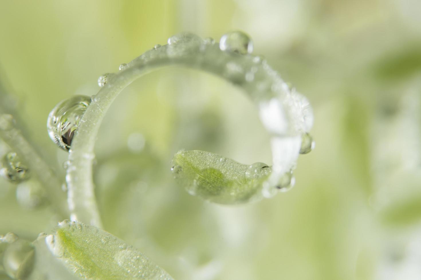 Wassertropfen auf eine Pflanze foto