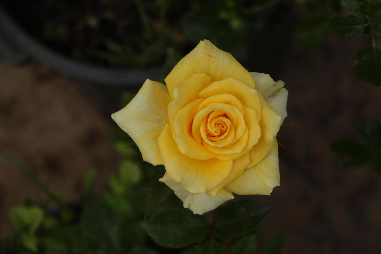 schöne gelbe Rose foto