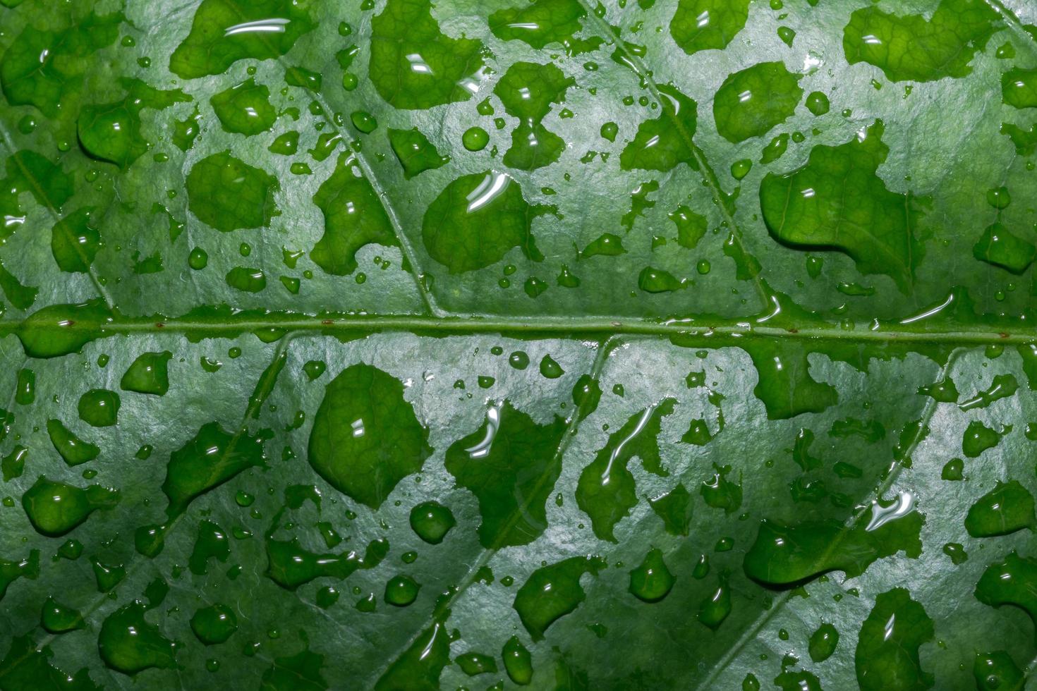 Wassertropfen auf ein grünes Blatt foto