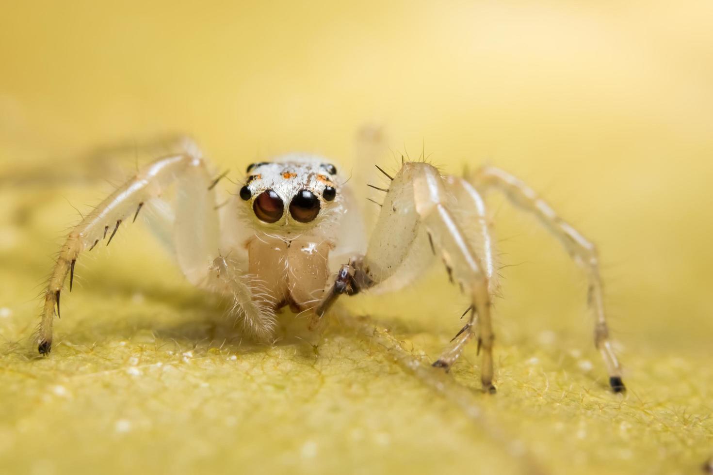 Spinne, Nahaufnahmefoto foto