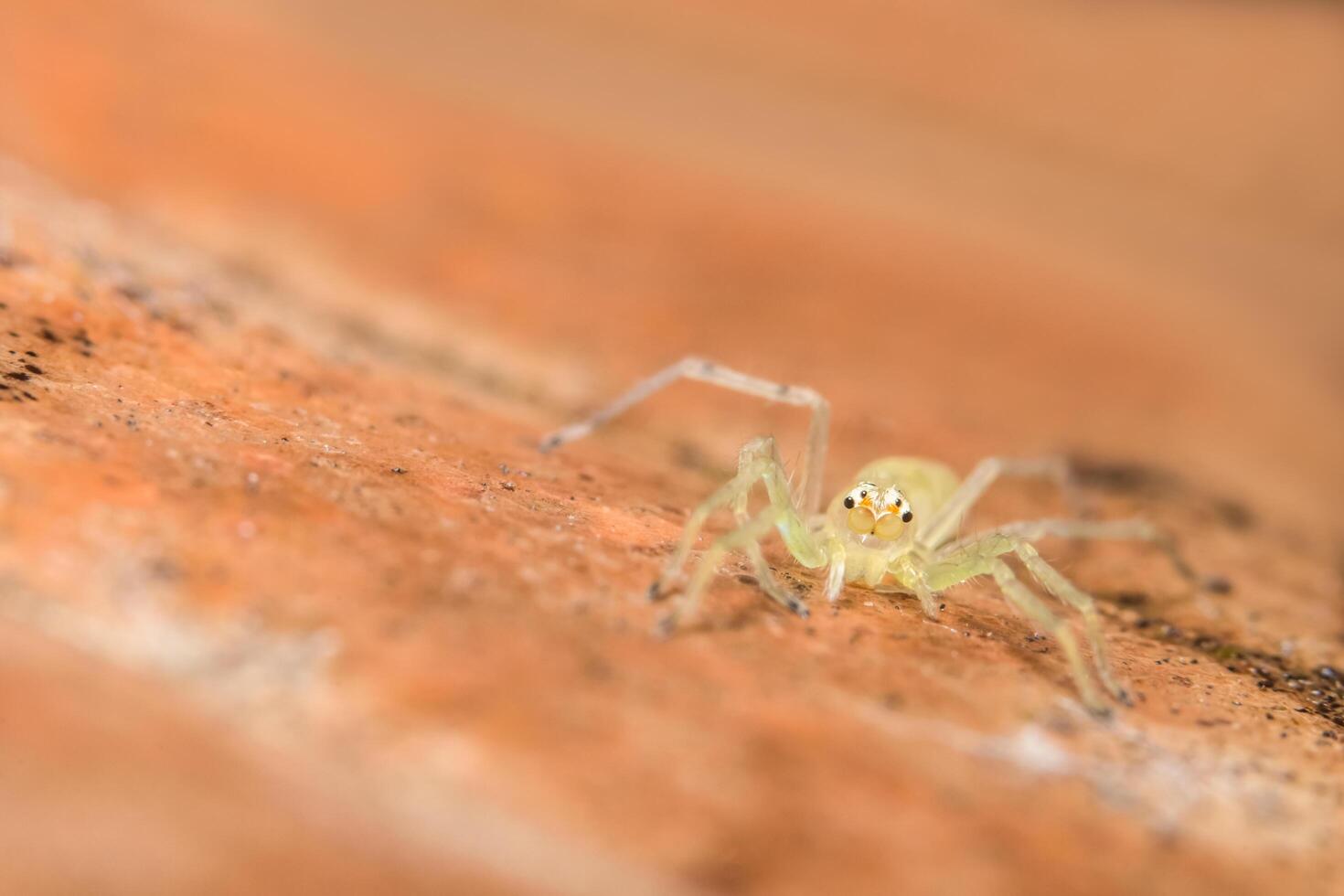 Spinne auf dem Boden foto