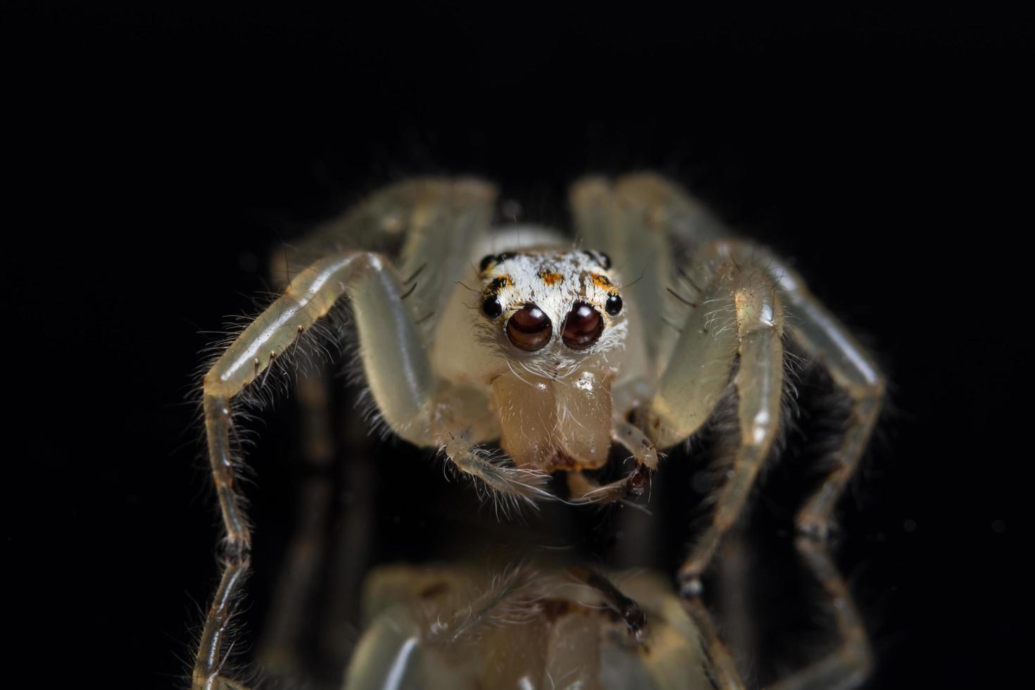 Spinne, Nahaufnahmefoto foto