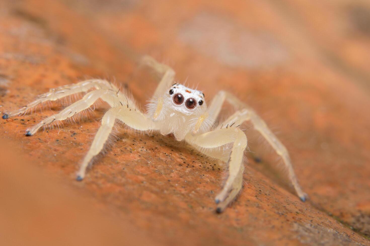 Spinne auf dem Boden foto