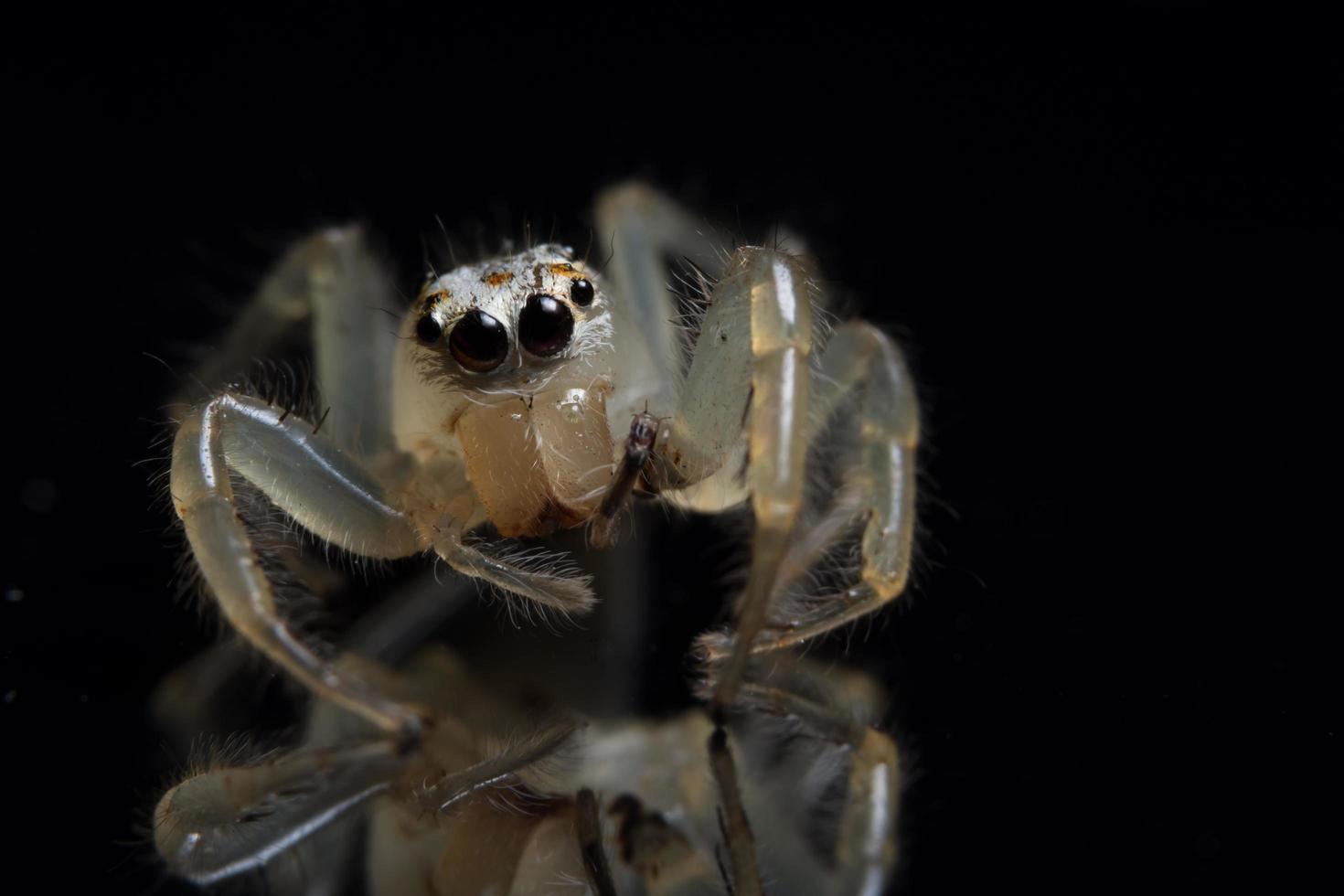 Spinne, Nahaufnahmefoto foto