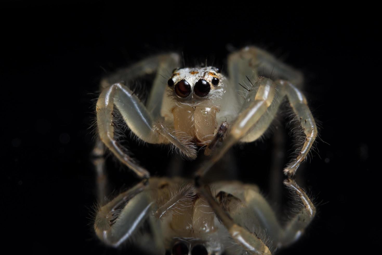 Spinne auf einer schwarzen Oberfläche foto