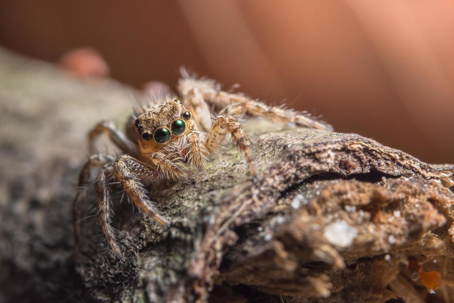 Spinne, Nahaufnahmefoto foto