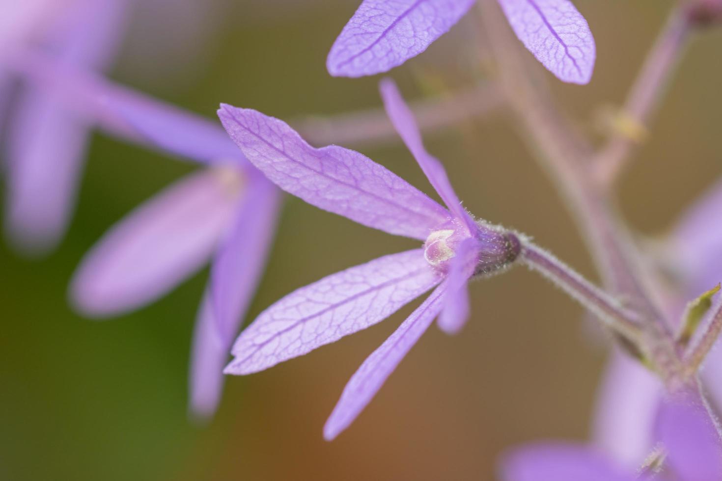 Blume Nahaufnahme Hintergrund foto