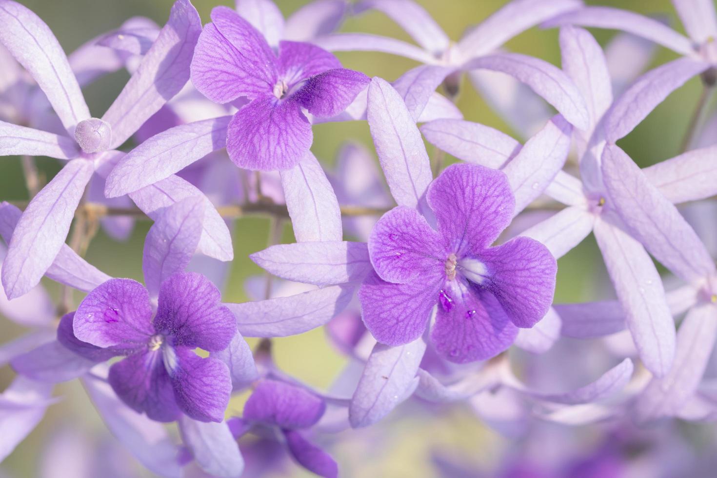 Blume Nahaufnahme Hintergrund foto