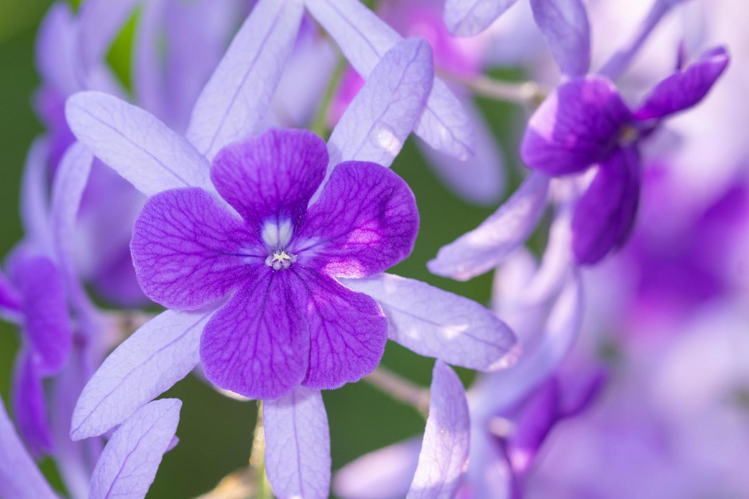 Blume Nahaufnahme Hintergrund foto