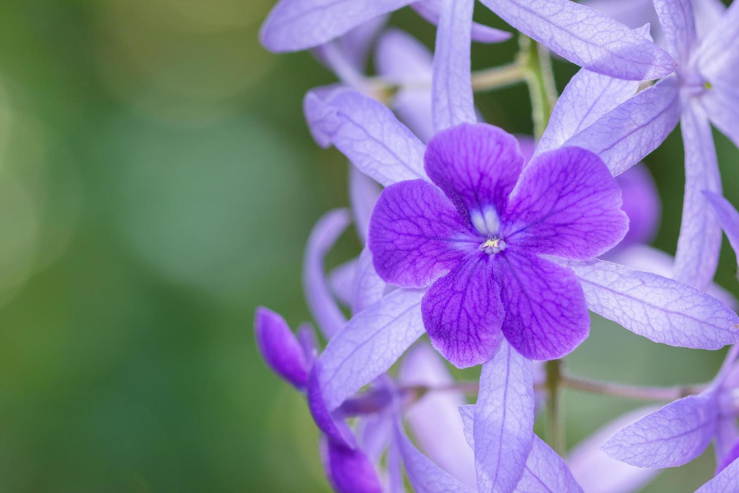 Blume Nahaufnahme Hintergrund foto